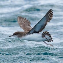 Fluttering shearwater