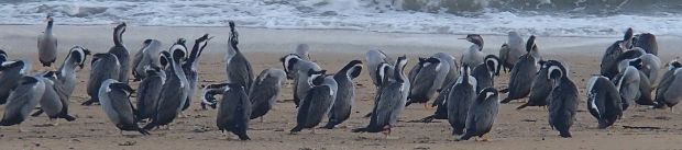 Spotted shags preening and sleeping on Tata Beach