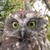 Morepork