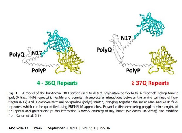 Huntingtin protein