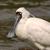 Royal Spoonbill