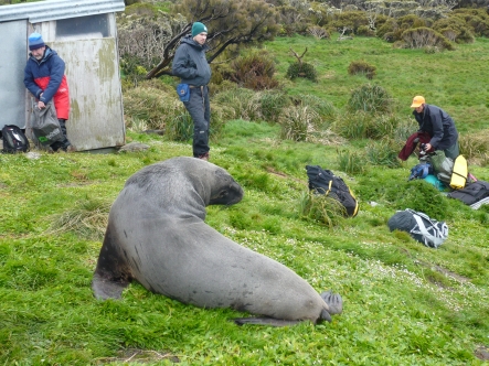 FRI SEA LION