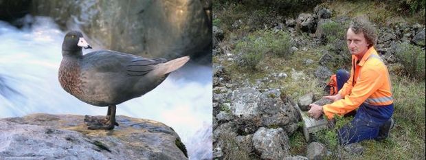 Whio or blue duck, and Graeme Kates with a stoat trap