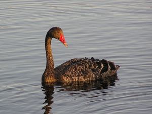 Black swan by Tony Wills