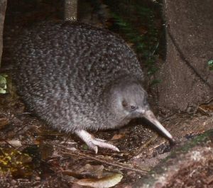 LIttle spotted kiwi by Colin Miskelly