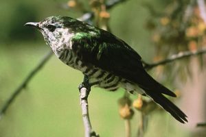 Shining Cuckoo Photograph by J L Kendrick Crown Copyright Department of Conservation