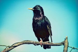 Starling Photograph by Dick Veitch Crown Copyright Department of Conservation