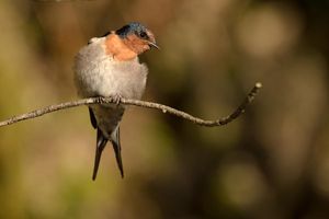 Welcome swallow by Craig McKenzie