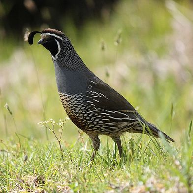 California quail square by Tim Musson CC