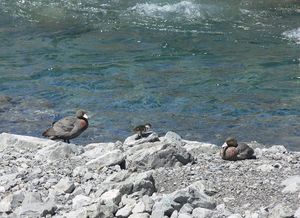 Whio family, with one duckling. Photo by Gerald Bruce Smith