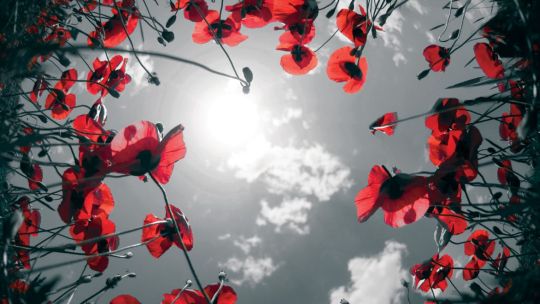 Requiem for the Fallen