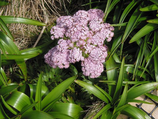 Sub antarctic mega herb Campbell Island c Paul Charman