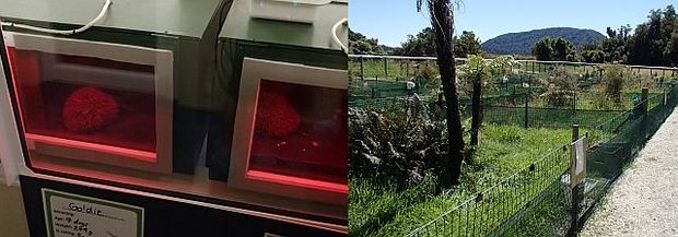 Two kiwi chicks sleeping in their brooder units, and the outdoor kiwi nursery