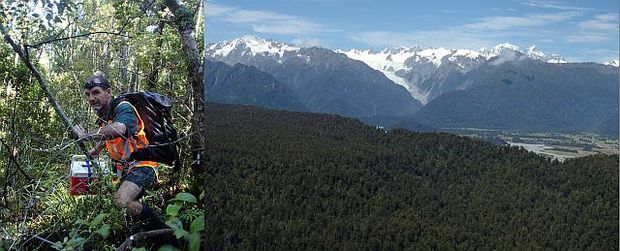 Jim Livingstone carries a rowi egg in a heated and padded chilly bin (left), and view across South Okarito Forest to Southern Alps