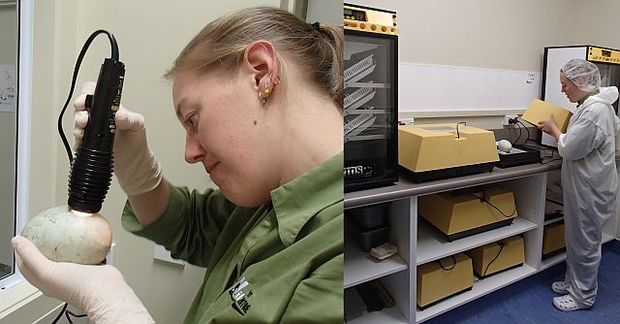 Kim Bryan-Walker checks the development of a rowi egg (left) before it is moved into an incubator (right)