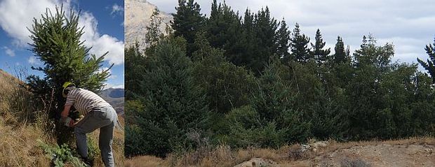 Peter Willsman cutting down a wilding Douglas fir abnd a stand of wilding conifers on the Remarkable Range