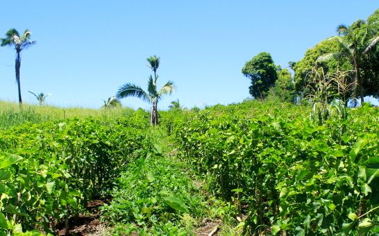 Vanilla growing in the Pacific