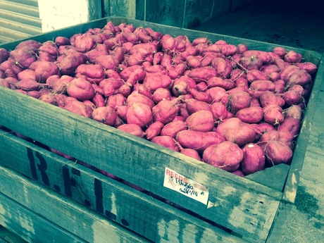Owairaka Red kumara