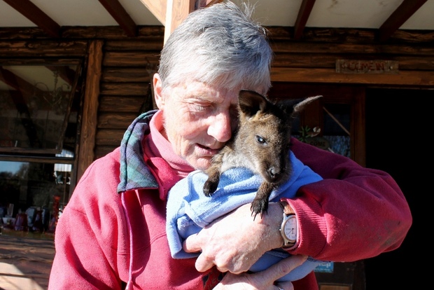 i love wallabies