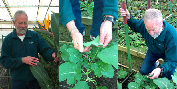 Mike Stevens at work in the grow house