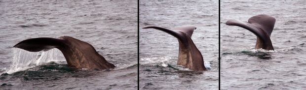 Sperm whale starting to dive PD BY National Oceanic and Atmospheric Administration USA