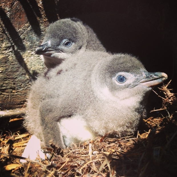 Little blue penguins