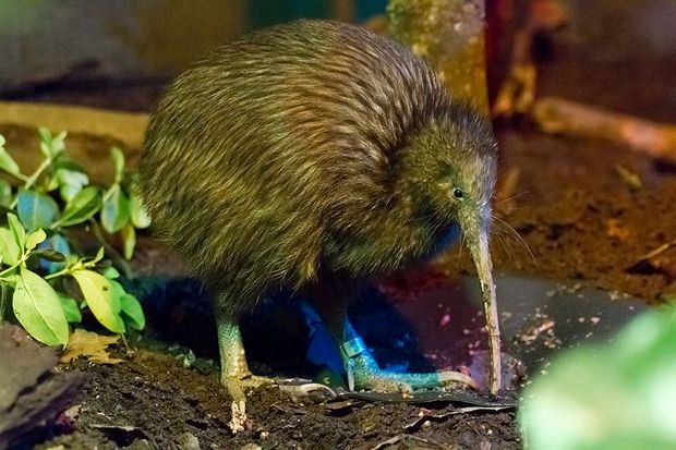 Kiwi Apteryx mantelli CC Elusive Kiwi via wiki