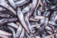 silverfish Dave Allen NIWA