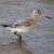 Bar tailed godwit by Ian Kirk