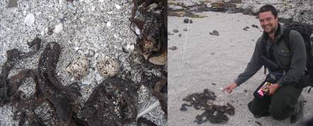 Oystercatcher eggs in nest, and Pat Liddy next to nest