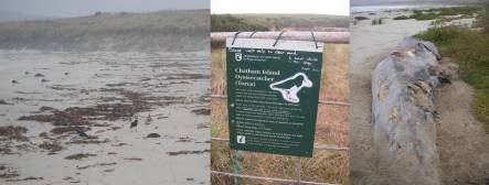 Chathams oystercatchers on Wharekauri Beach, sign about oysterctcher nesting area and dead pilto whale on beach