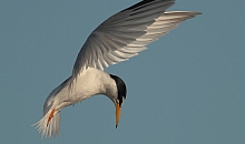 Little tern