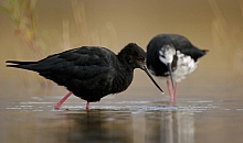 Black stilt