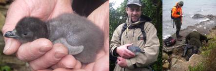 little penguin chick, Vince Waanders with little penguin, and searching for penguin nests