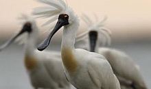 royal spoonbill