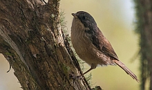 The brown creeper