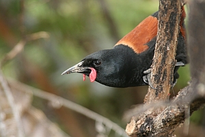 Saddleback tiritiri