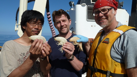 giant amphipods