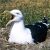 black backed gull