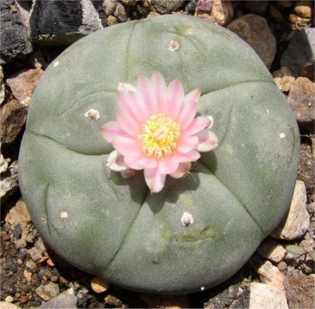 Peyote