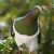 Kereru