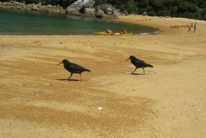 Variable Oystercatcher