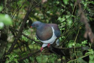 Kereru