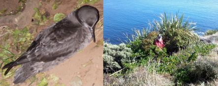 Sooty shearwater and colony on Mana Island