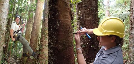 Collecting wood samples from dying kauri trees in Titirangi